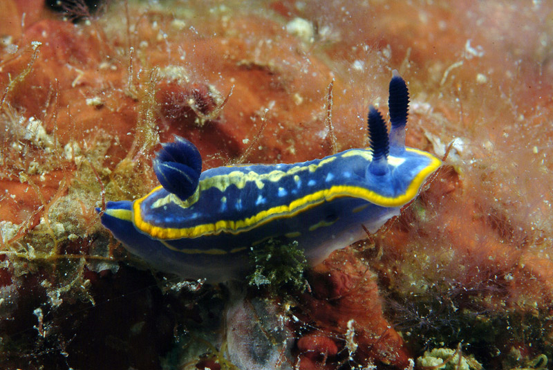 Hypselodoris tricolor